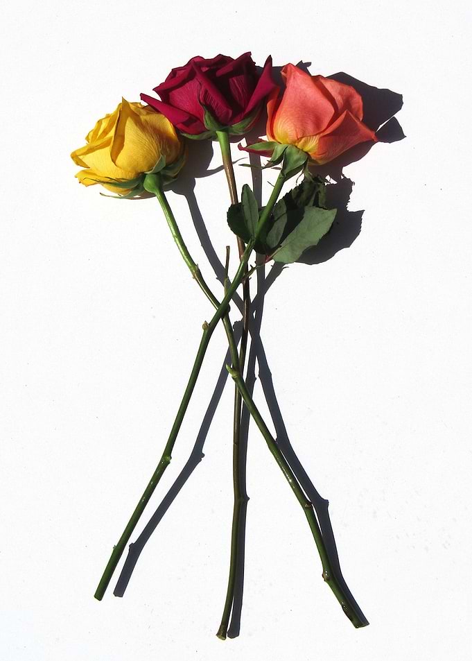 Rose Trio
