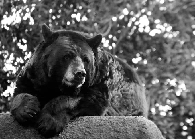 bear