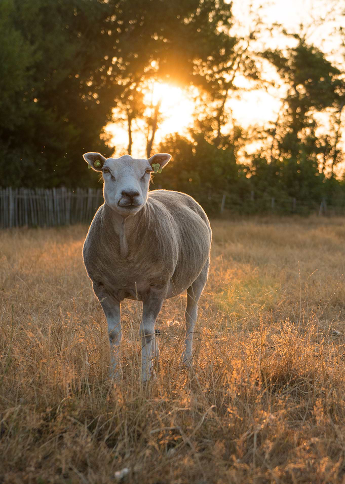 Sheep