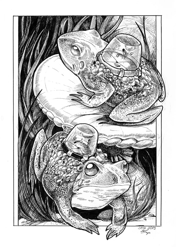 Toads