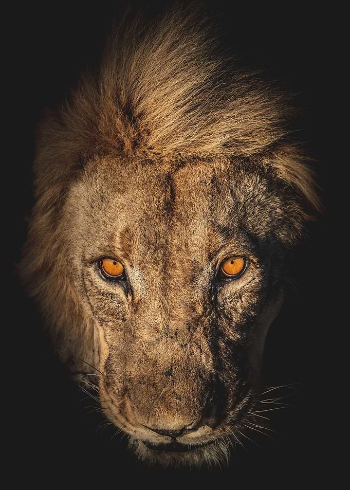 The King is here