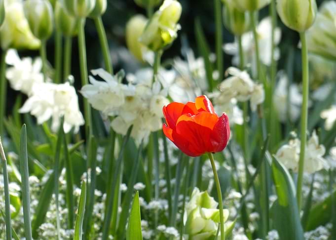 Poppy