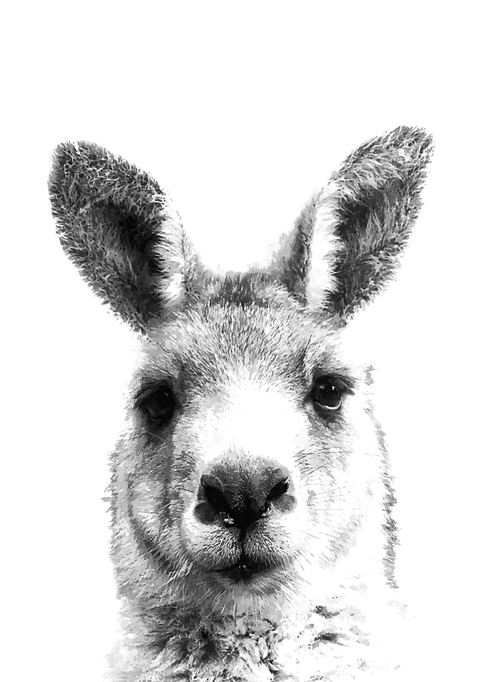 Black and White Kangaroo