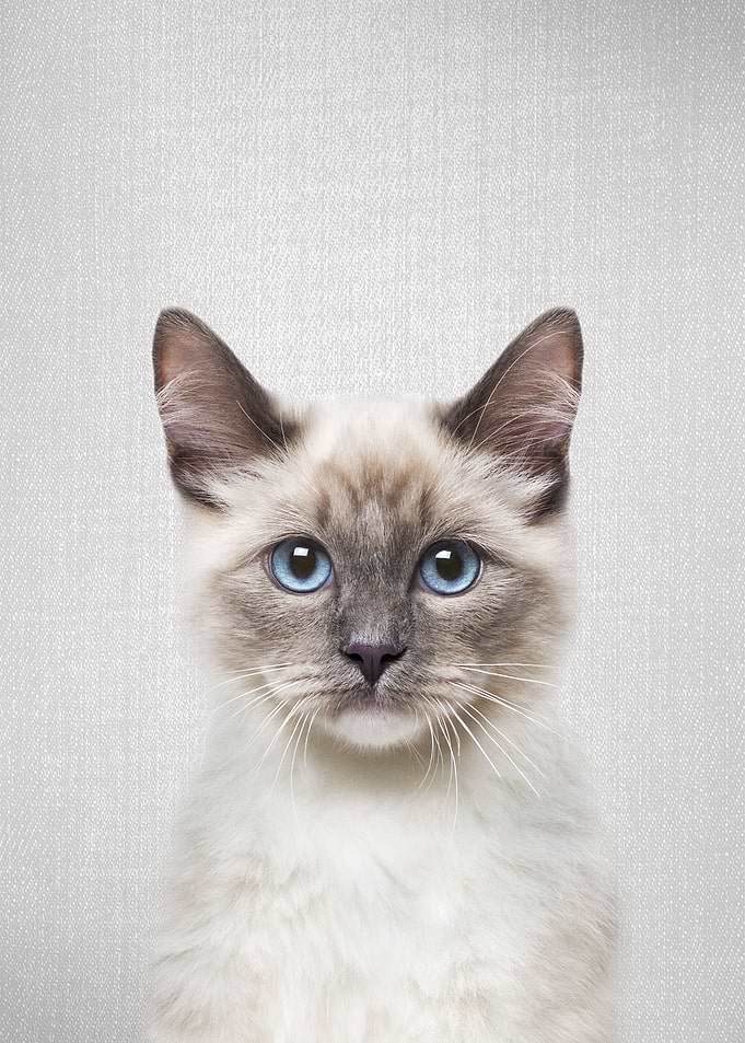 Cat Colorful