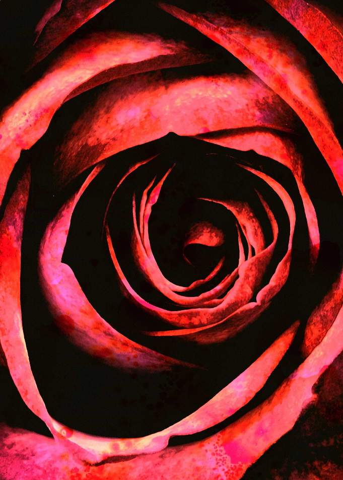 ROSE IIA