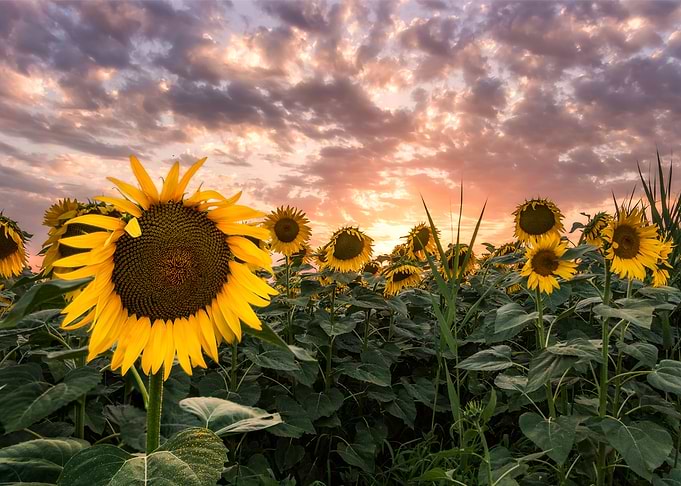 Italian sunflower