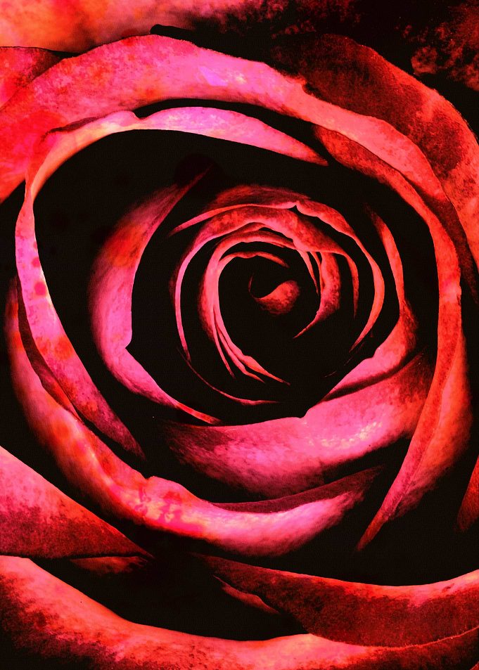 ROSE IA