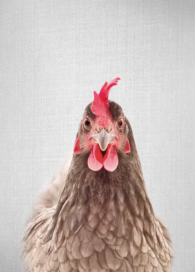 Chicken Colorful