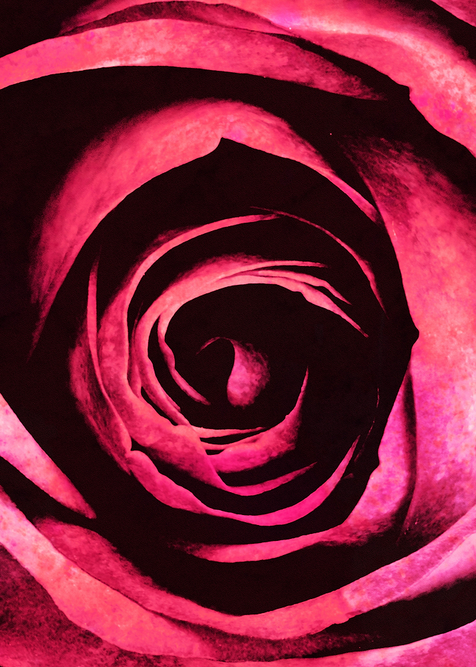 ROSE IIIA
