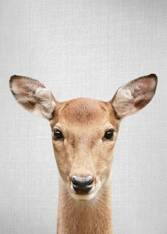 Doe Colorful