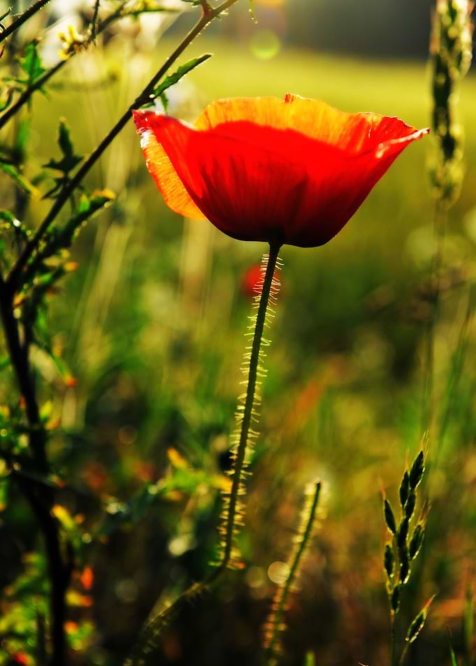 Poppy