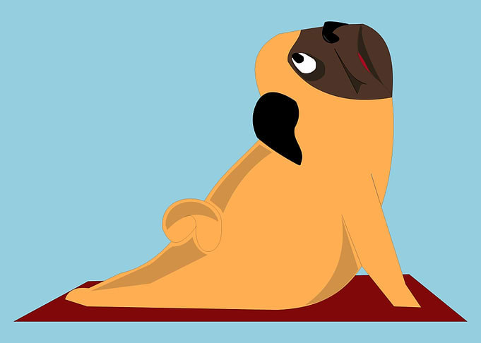Upward Facing Pug