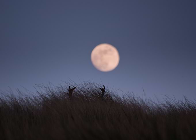 Fallow deer