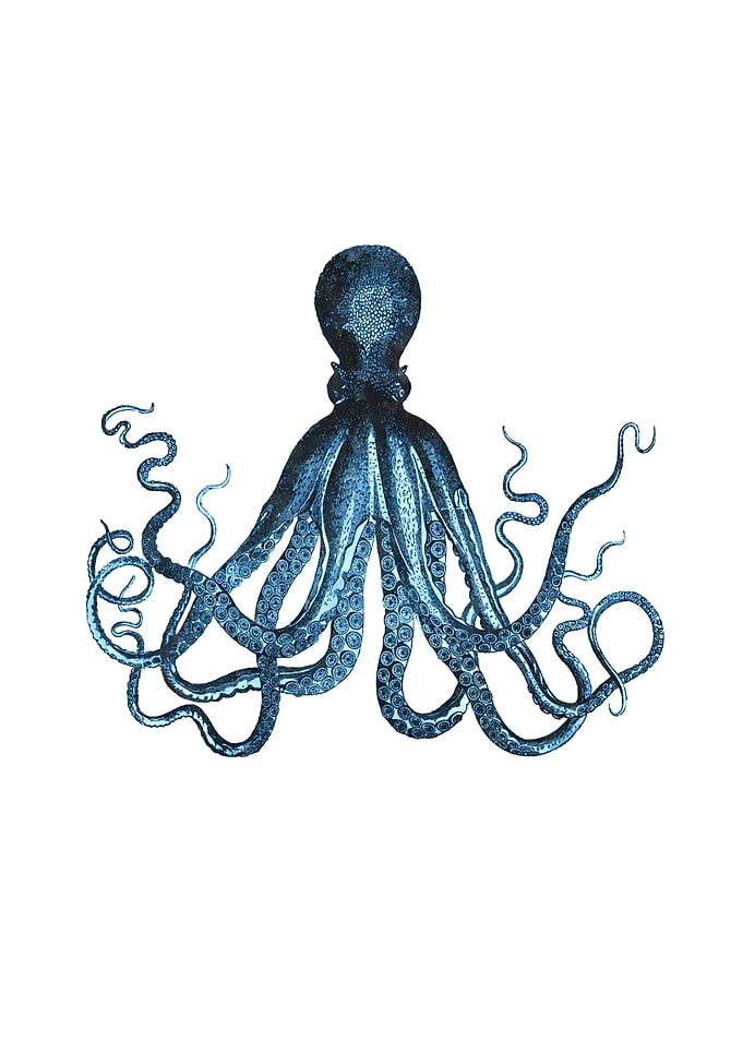 Blue Octopus