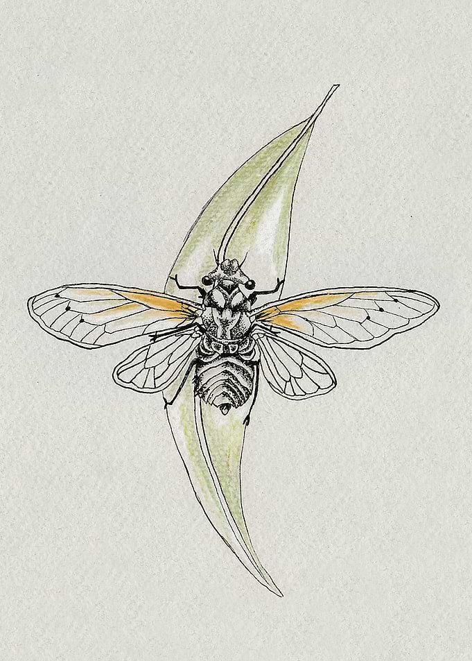 Cicada Love