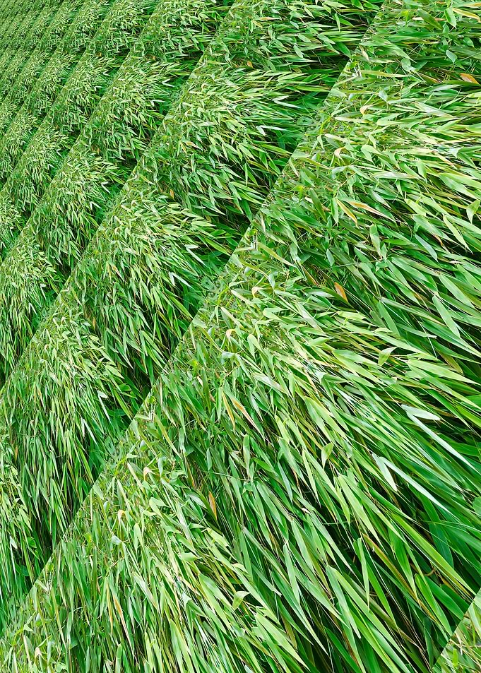 Green bamboo