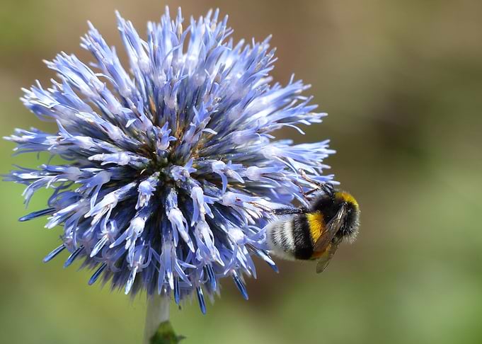 Bee on a flower
