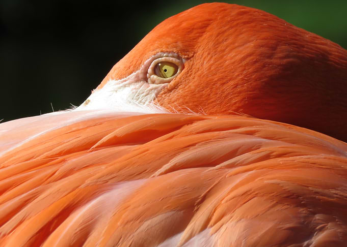 Pink Flamingo