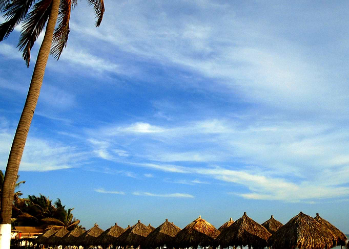 Palm in the Beach