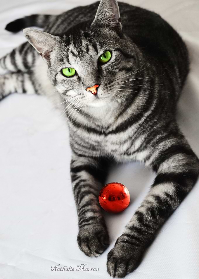 Blue Boy Red Bauble