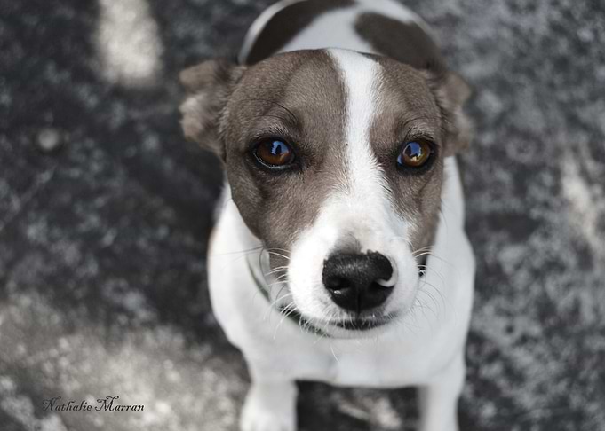 Soulful eyes