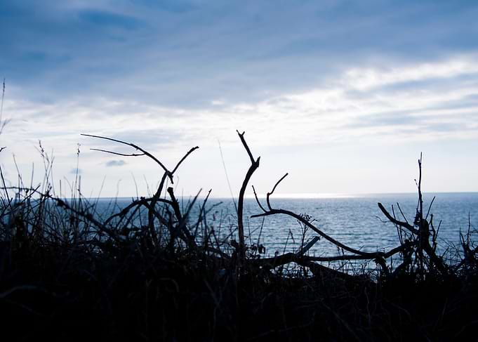 plant sea sky