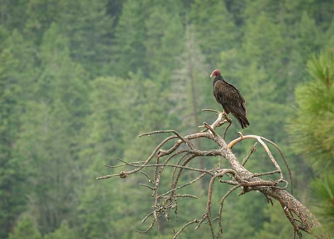 Vulture 1