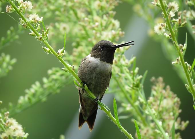 Hummingbird