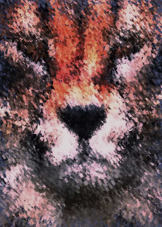 cheeta