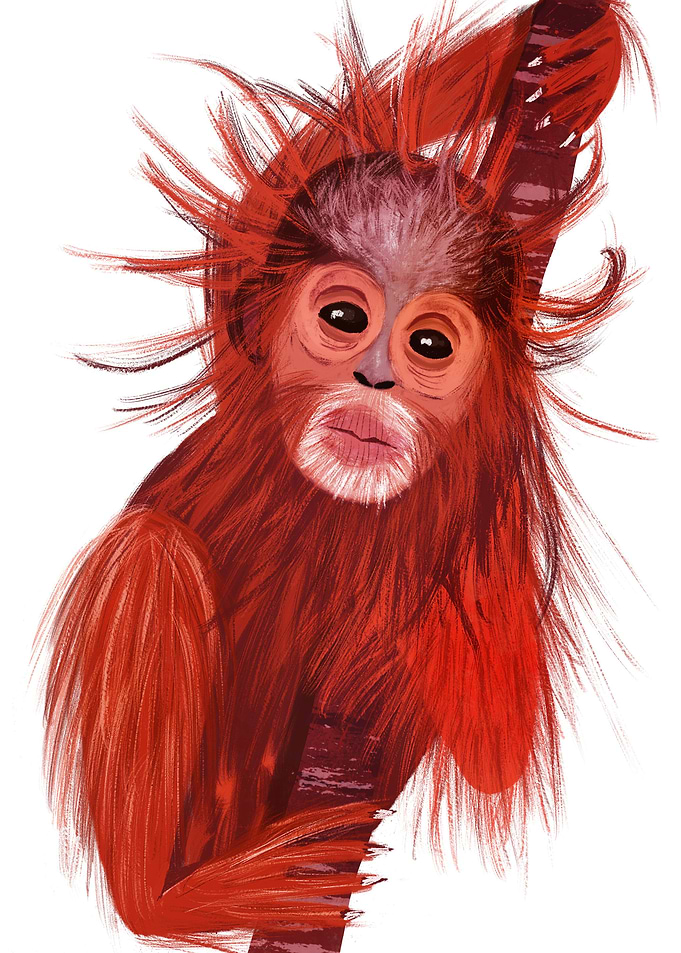 Orangutan