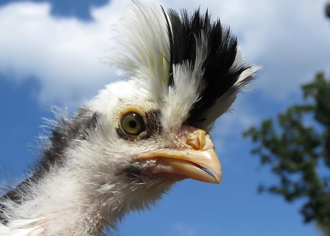 Polish Chick