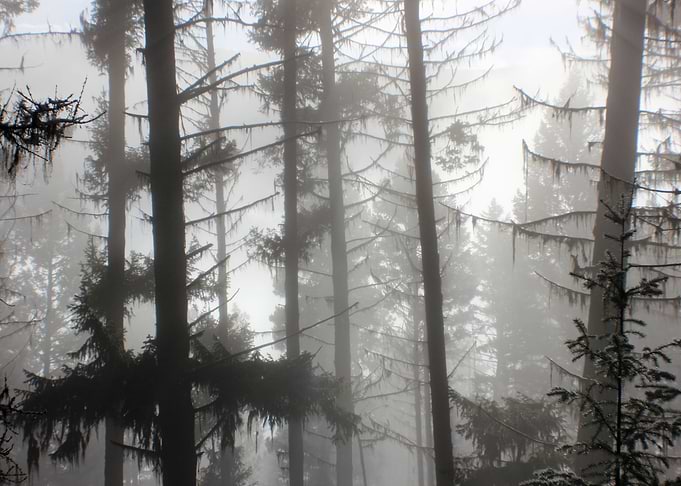 Misty Forest