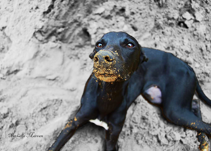 The Playful Pup