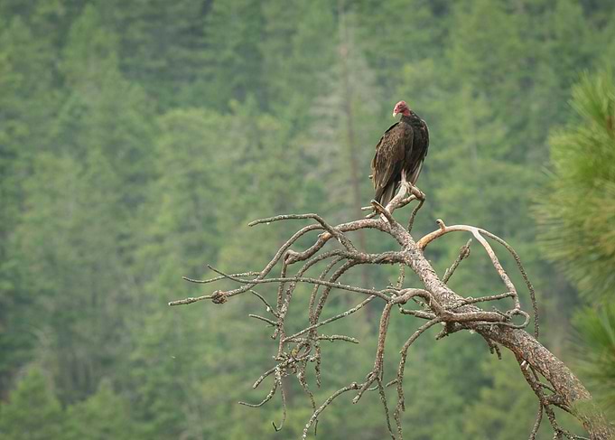 Vulture 2