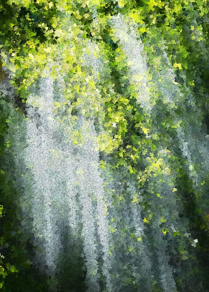 morning in the forest