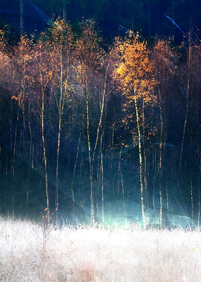 Gold trees