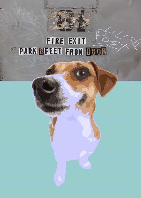 Companion Dog