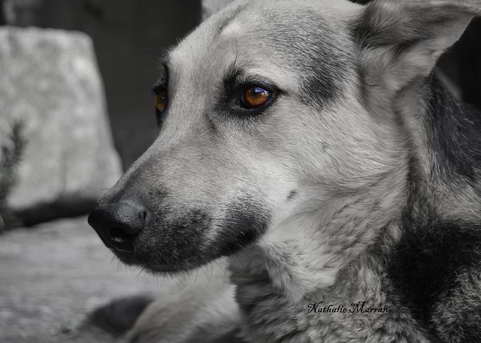 For the love of a good boy