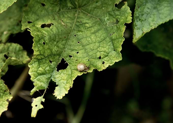 little snail