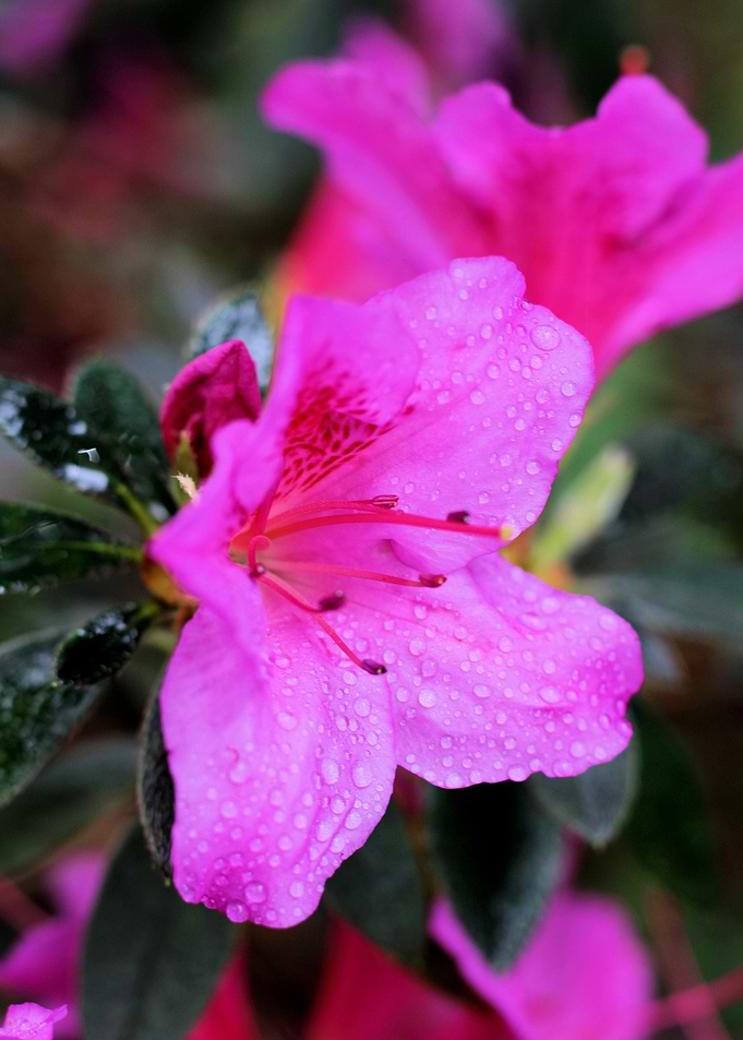 Rainy Flowers