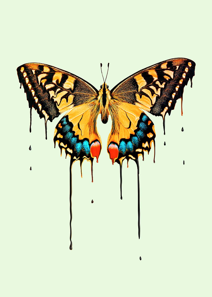 MELTING BUTTERFLY