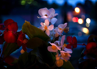 Begonias