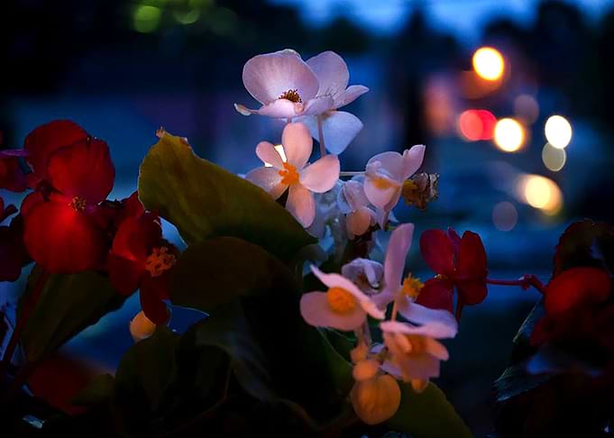 Begonias