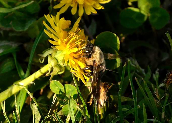 Bumblebee