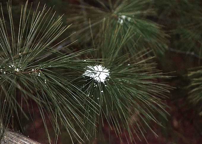 Evergreen Snow