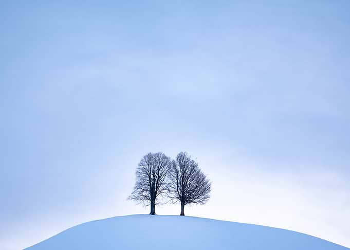 Twin Trees