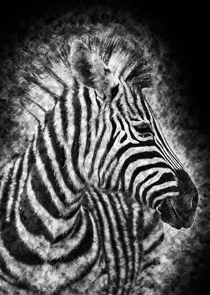 Zebra 2