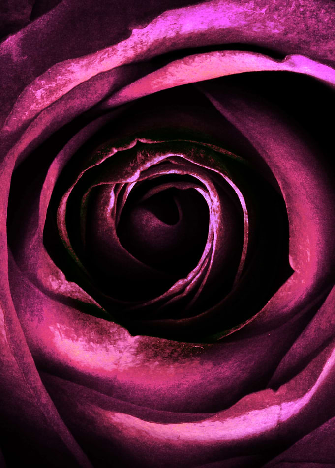 ROSE IVA