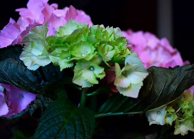 Hydrangeas
