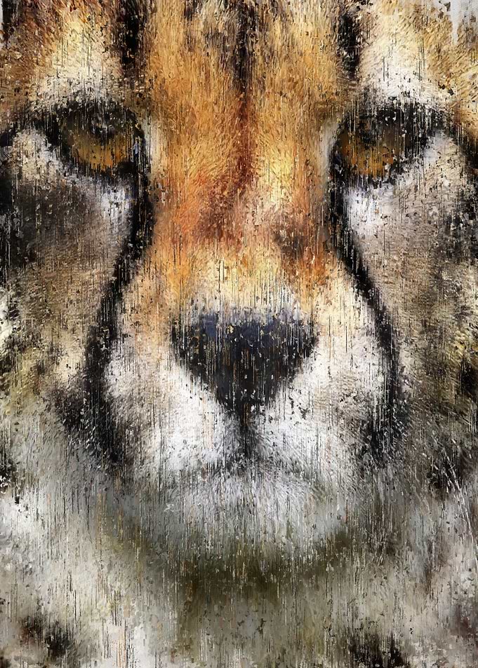Cheetah